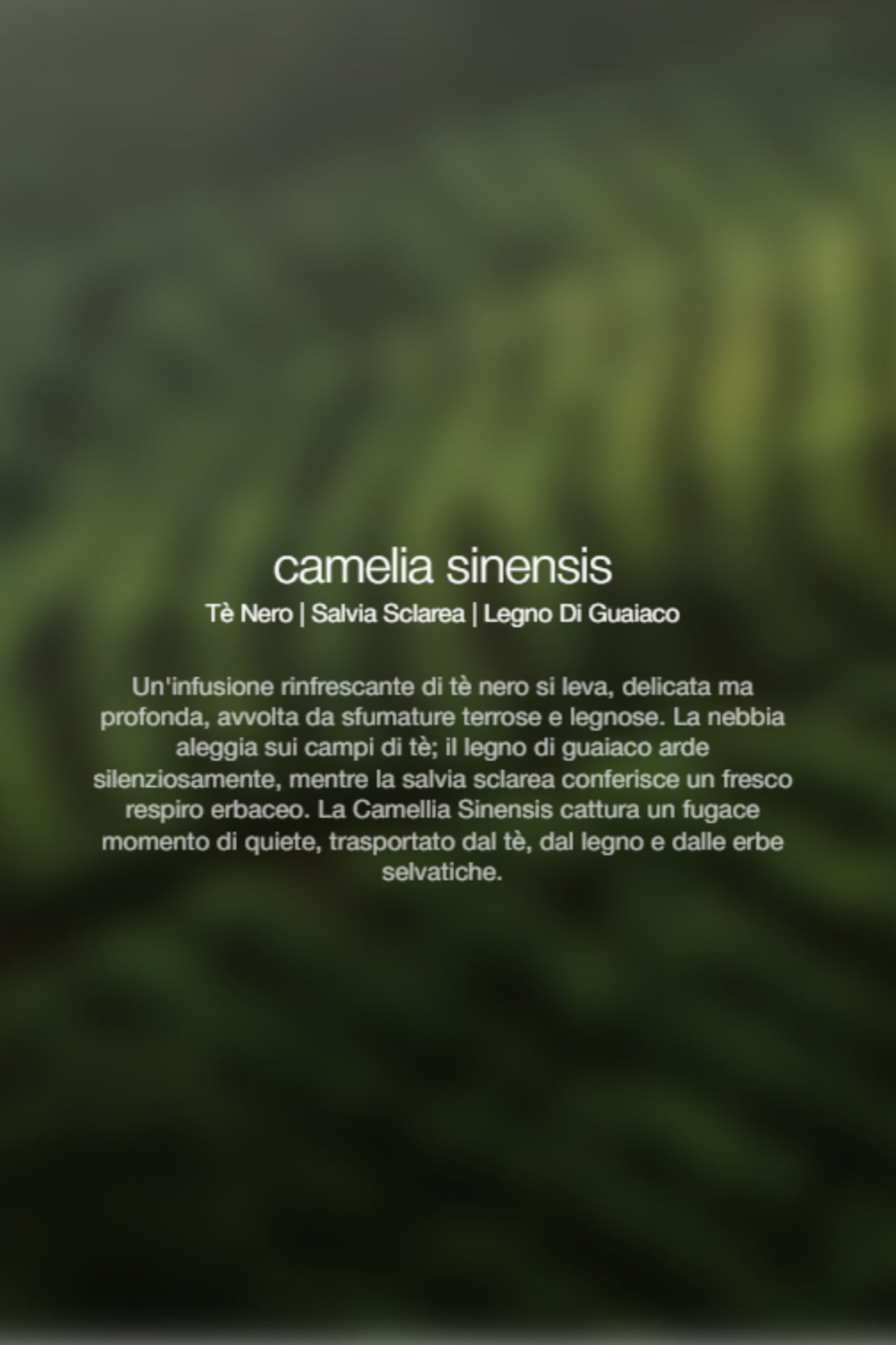  Zenology Spray Ambienti Camellia Sinensis 300ml Unisex - 2