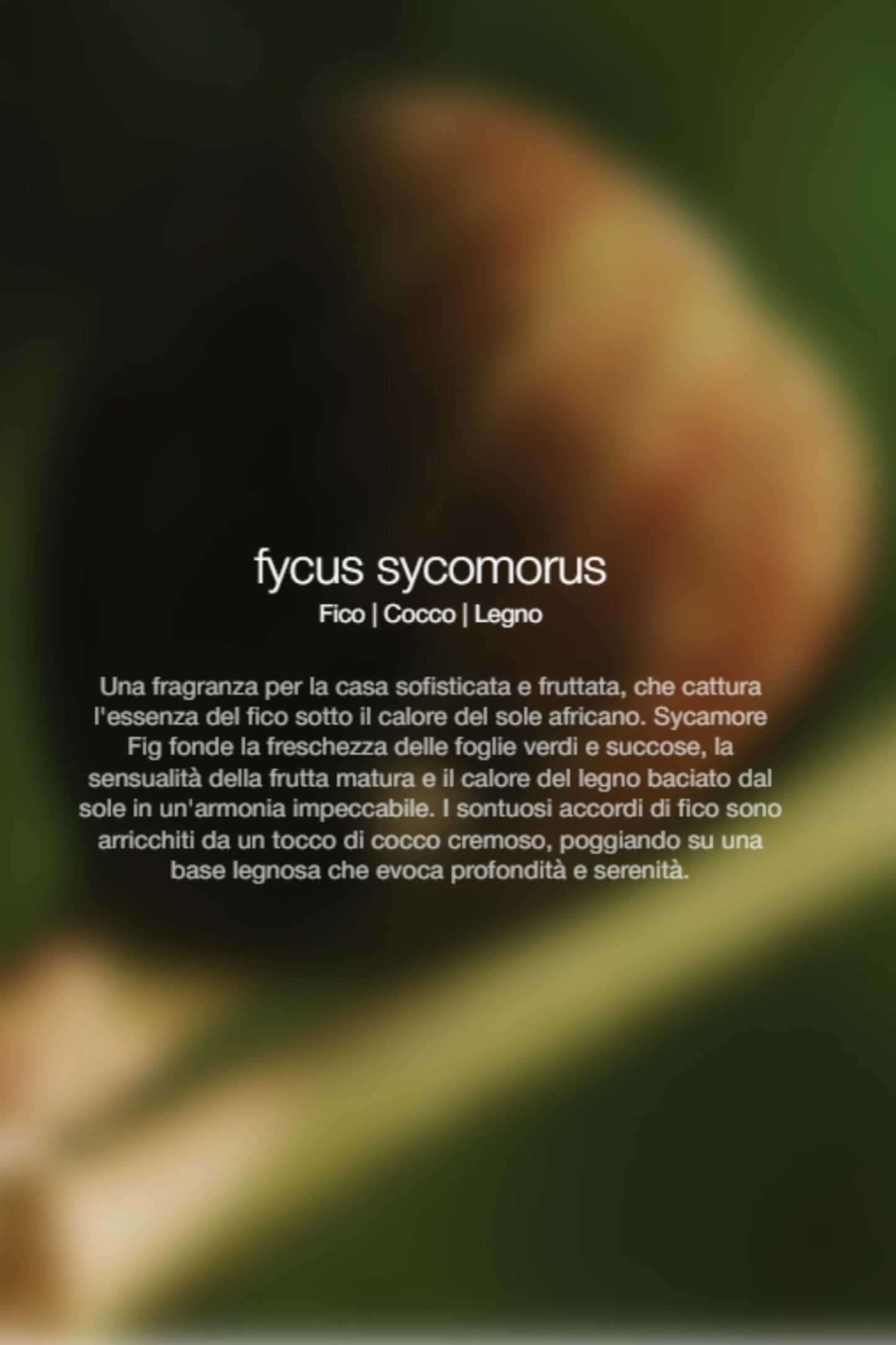  Zenology Room Spray Fycus Sycomorus 300 Ml Unisex - 2